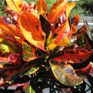 MAMMY FIRE Dwarf Corkscrew Tropical Croton Plant Heirloom Yellow Red Orange Leaf