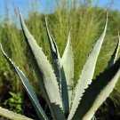BLUE AGAVE Tequilana Sharp Leaf Succulent Tropical Life Plant Sage Silver