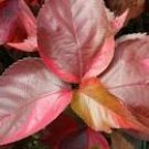 LOUISIANA RED Copper Leaf Tropical Plant Unusual Colorful Red Bronze Leaves