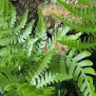 AUTUMN FERN Bronze Leaf Seasonal Color Live Plant Shade Garden Low Growing