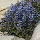 AJUGA CHOCOLATE CHIP Bugleweed Shade Garden Ground Cover Live Plant Blue Flowers