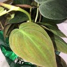 Philodendron MICANS Tropical Live Plant Bronze Heart Shaped Leaf Indoor Outdoor