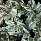 Variegated JEWELS OF OPAR Tiny Pink Flower Yellow Berry Unusual Leaf Succulent