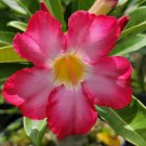 DESERT ROSE Live Succulent Plant Unusual Caudex Stalk Pink Yellow Flower