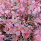 SEDUM VOODOO Stonecrop Cold Hardy Drought Tolerant Live Plant Ground Cover Pink