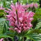 PINK Brazilian Plume Perennial Plant Flower Justicia carnea Jacobina