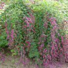 LITTLE VOLCANO Bush Clover Lespedeza Hardy Cascade Bloom Pink Pea Shape Flower