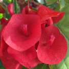RED MANDARIN HAT Rare Live Plant Unique Red Blooms Vine-Like Growth Habit