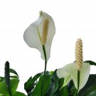 PEACE LILY Spathiphyllum Live Plant Tropical White Flower Indoor Shade Tolerant