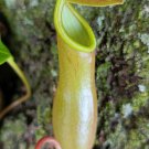 PITCHER PLANT Nepenthes ventricosa Unusual Indoor Shade Carnivorous Live Plant