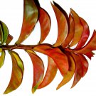 PERESKIA Tropical Gooseberry Thorny Fruiting Cactus Plant Colored Leaf Fragrant