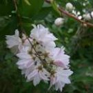DEUTZIA DOUBLE Candidissima Temperate Live Plant Doubled Snow White Flower Bough