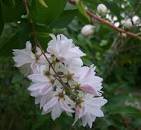 DEUTZIA DOUBLE Candidissima Temperate Live Plant Doubled Snow White Flower Bough