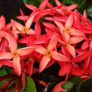 SIAM RIBBON Red Dwarf Ixora Plant Rare Unique Unusual Curled Leaf