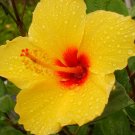 SANIBEL Tropical Hibiscus Plant Large Golden Yellow Red Throat Single Flower