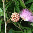 SCHULTZII Pink Powder Puff Tree Plant Oriental Rose Cascade Bonsai Starter