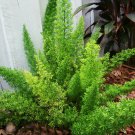 FOXTAIL FERN Cat Tail Asparagus Tropical Drought Tolerant Unique Live Plant