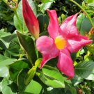 RED RIDING HOOD Pink Mandevilla Tropical Flowering Vine Plant Brazilian Jasmine