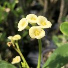 LUTEA Dwarf Crown of Thorns Live Plant Pastel Yellow Flower Cactus Succulent