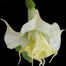 DIRECTOR JARRA Brugmansia Angels Trumpet Plant Triple Cream White Fragrant Bloom