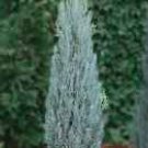 Blue SHIMPAKU JUNIPER Blue Foliage Live Plant Holiday Accent Cold Hardy Tree
