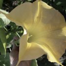 DAYBREAK Brugmansia Angels Trumpet Tropical Plant Large Fragrant Yellow Flowers