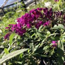 Buddleia ROYAL RED Butterfly Bush Plant Summer Lilac Purple Red Flower Cluster