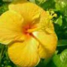 TANGERINE DREAM Tropical Hibiscus Plant Single Golden Orange Yellow Red Flower