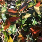 SUMMER SUNSET Minima Jasmine Tropical Rare Red Variegation Groundcover Plant