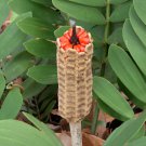 CARDBOARD PALM Cycad Tropical Red Seed Stalk Live Shrub Prehistoric Plant
