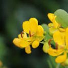 CHRISTMAS SENNA Bicapsularis Winter Cassia Showy Yellow Flower Live Plant