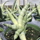 Sansevieria STARFISH Rare Live Snake Plant Cylindrical Silver Leaf Shade Indoor