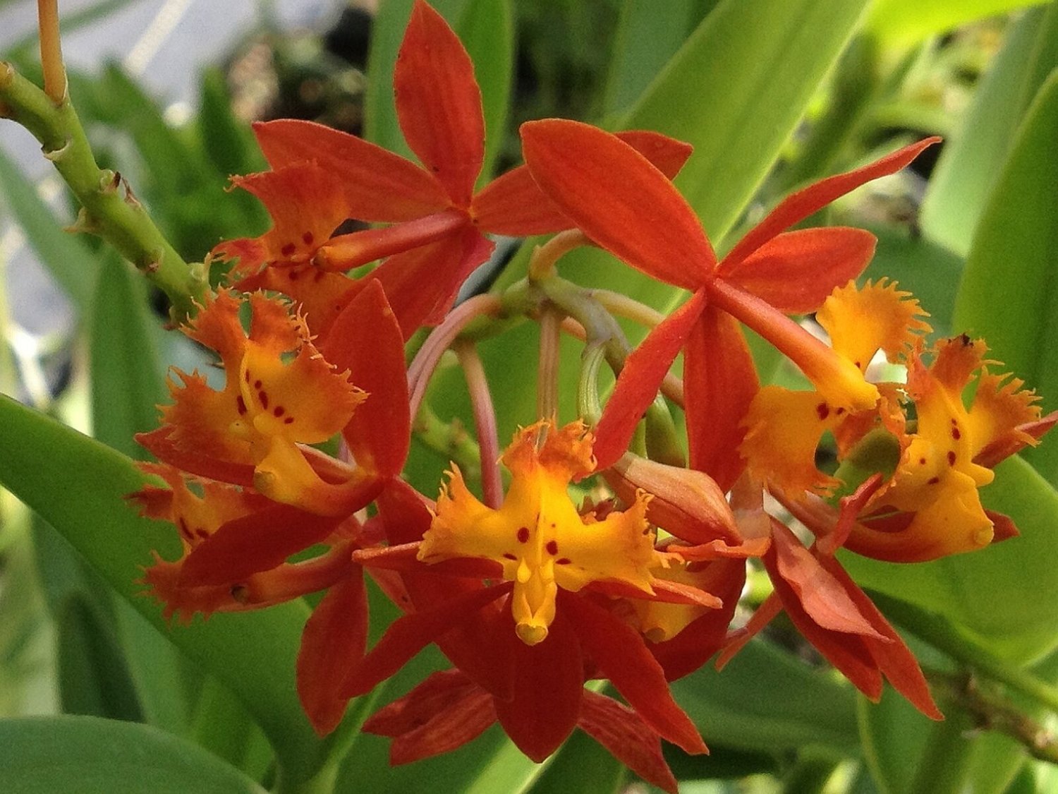 POOR MANS Reed Stem Orchid Ground Cover Tropical Plant Epidendrum Orange Flower