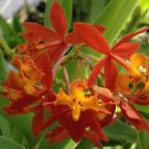 POOR MANS Reed Stem Orchid Ground Cover Tropical Plant Epidendrum Orange Flower