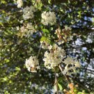 WALTERS VIBURNUM Grande Fragrant White Flower Shrub Tree Live Plant 1 Quart Pot