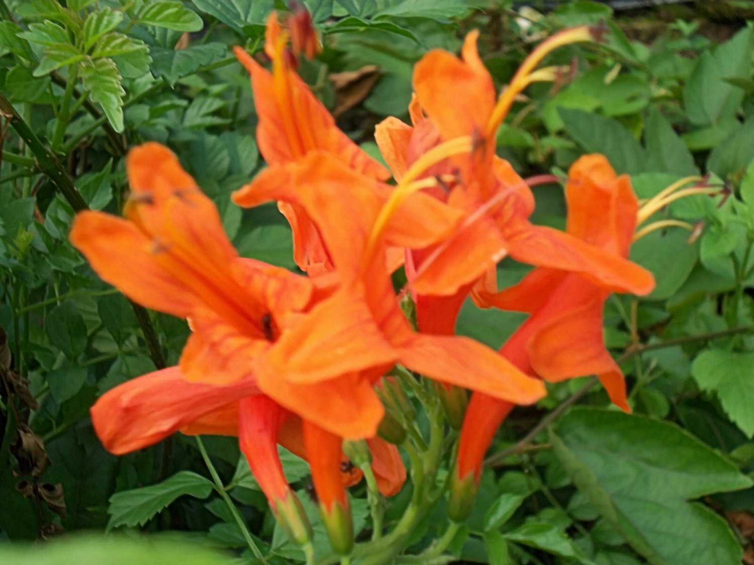 ORANGE Cape Honeysuckle Live Semi-Tropical Plant Red Attracts Hummningbirds