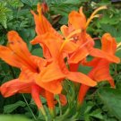 ORANGE Cape Honeysuckle Live Semi-Tropical Plant Red Attracts Hummningbirds