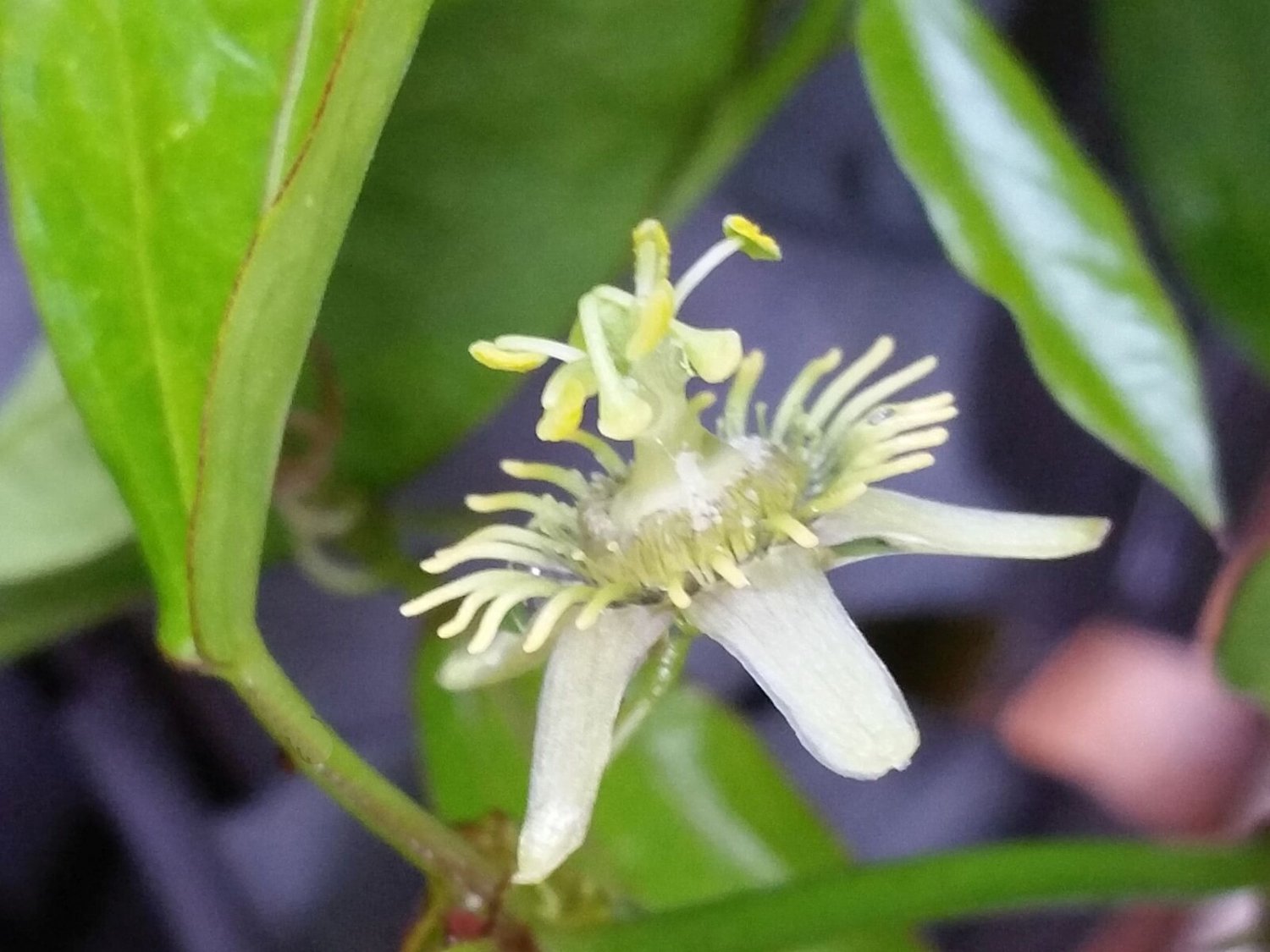 CORKY STEM Passion Flower Vine Plant Passiflora Suberosa Butterfly Garden Host