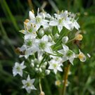 WHITE Society Garlic Clumping Lily-Like Ground Cover Border Live Herb Plant