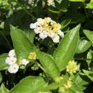 Lantana SILVER MOUND White Flowers Attract Butterflies Easy to Grow Live Plant