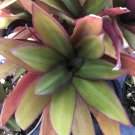 OYSTER PLANT Moses in a Basket Live Tropical Colorful Olive Red Leaf Shade Plant