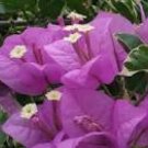 EVA ICE CREAM Bougainvillea Mauve Pink Flowering Live Variegated Bush Rare Plant
