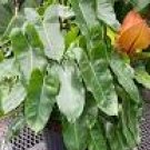 Philodendron BURLE MARX Tropical Live Plant Shiny Waxy Leaf Indoor Outdoor