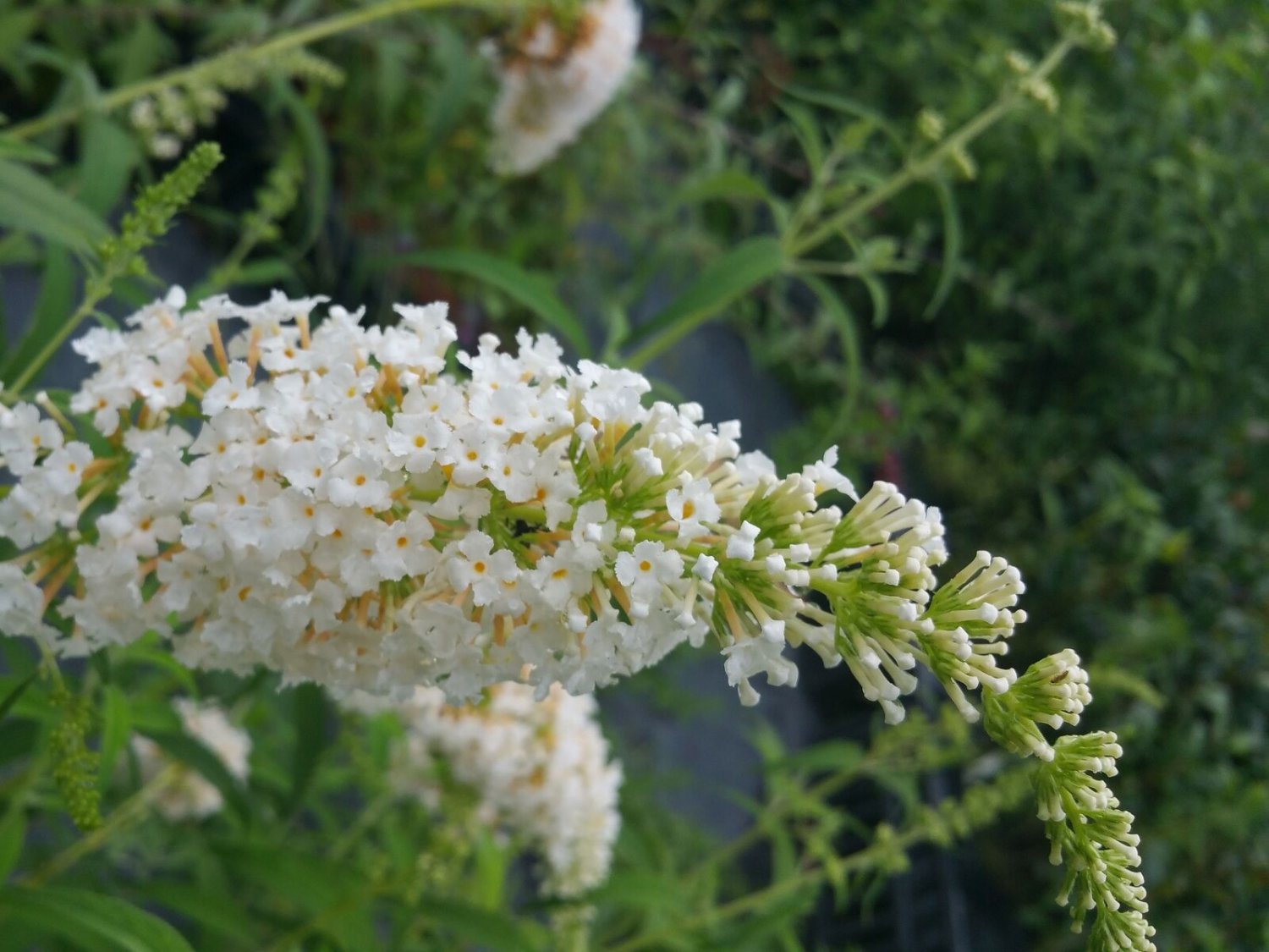 WHITE PROFUSION Butterfly Bush Buddleia Plant Summer Lilac Big Bloom Cluster