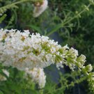 WHITE PROFUSION Butterfly Bush Buddleia Plant Summer Lilac Big Bloom Cluster