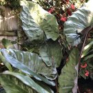 Elephant Ears METALLICA Colocasia Tropical Bronze Leaf Indoor Live Plant