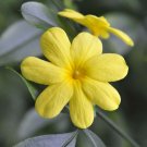 Jasmine PRIMROSE Mesnyi Live Plant Size Cascading Growth Habit Fragrant Yellow