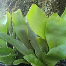 Staghorn Fern Platycerium bifurcatum Tropical Live Epiphyte Plant Indoor Shade