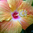PARADISE Tropical Hibiscus Plant Fancy Single Changing Coral Yellow Pink Flower