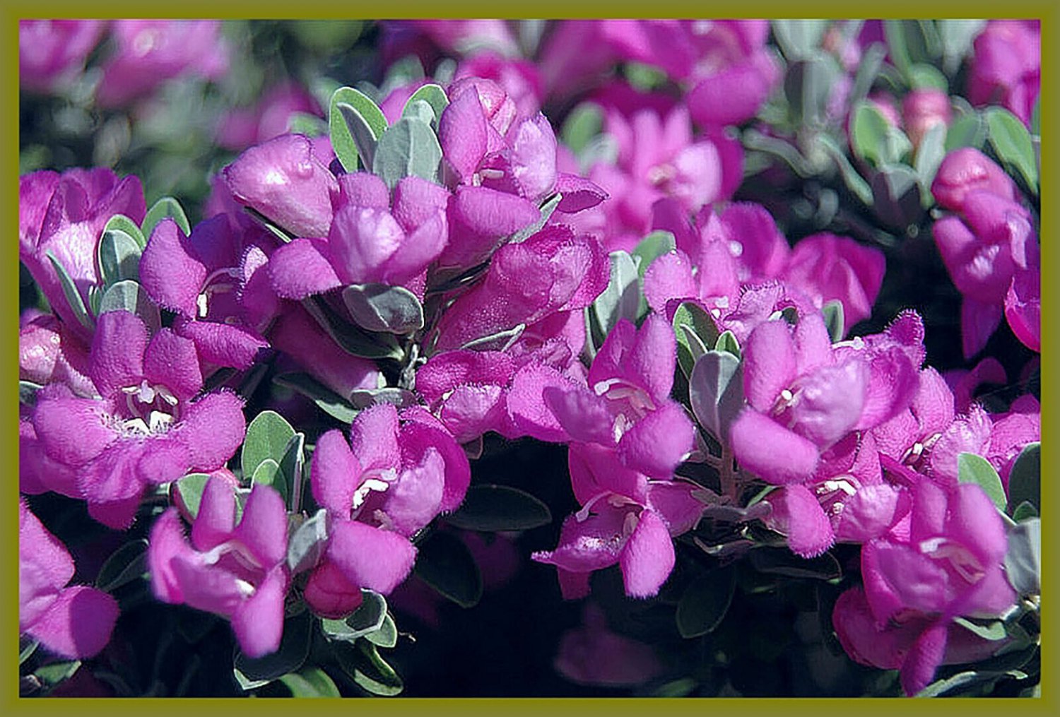 TEXAS SAGE Silver Leaf Live Plant Showy Purple Flowers Drought Tolerant Shrub